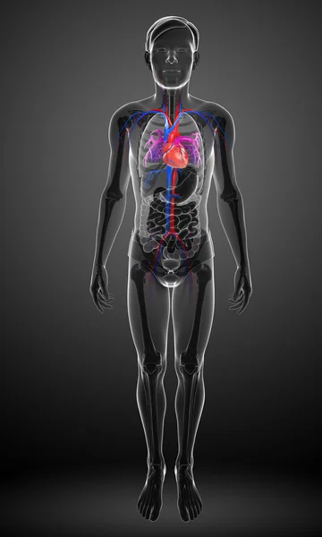 Anatomia del cuore maschile — Foto Stock