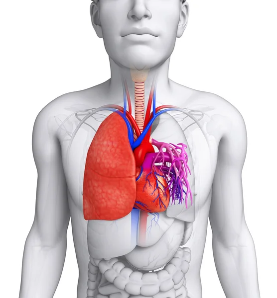 Pulmones masculinos anatomía —  Fotos de Stock