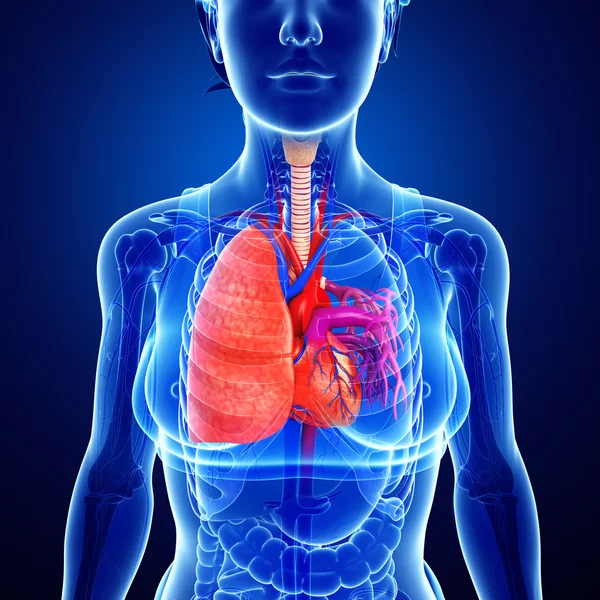 Male lungs anatomy — Stock Photo, Image