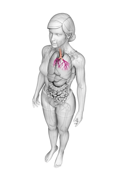 Anatomía de garganta femenina —  Fotos de Stock