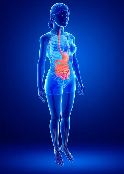 Anatomia dell'intestino tenue femminile — Foto Stock