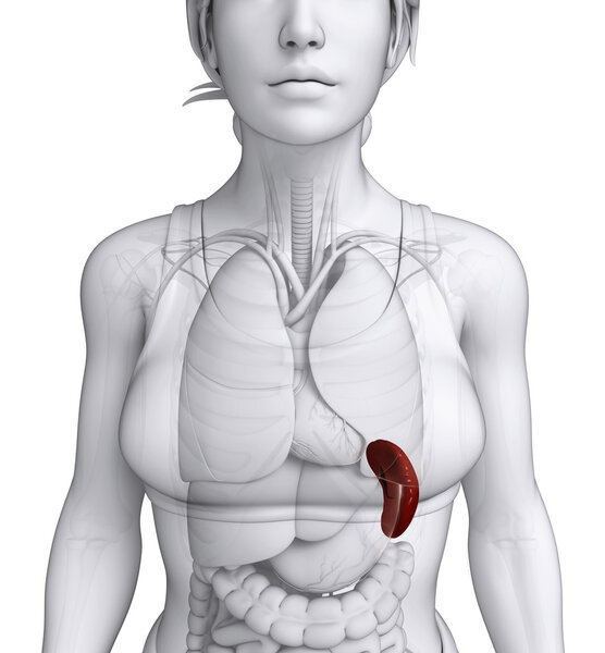 Анатомия женской селезенки
