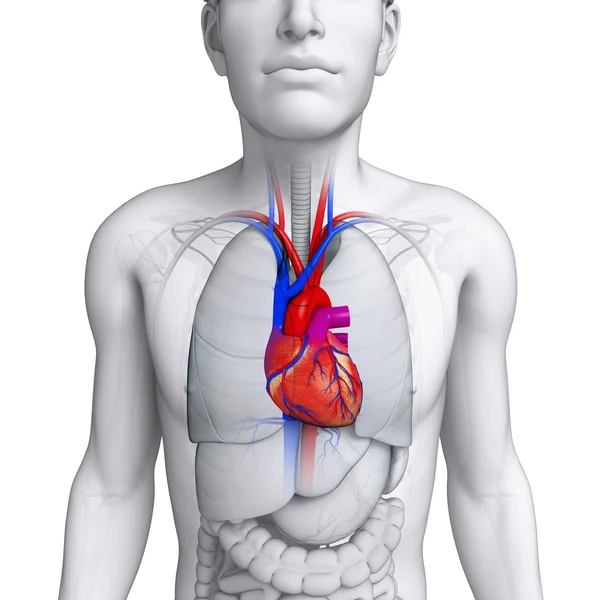 Mannelijke hart anatomie — Stockfoto