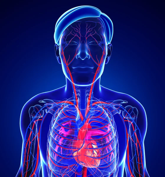 Male heart circulatory system — Stock Photo, Image