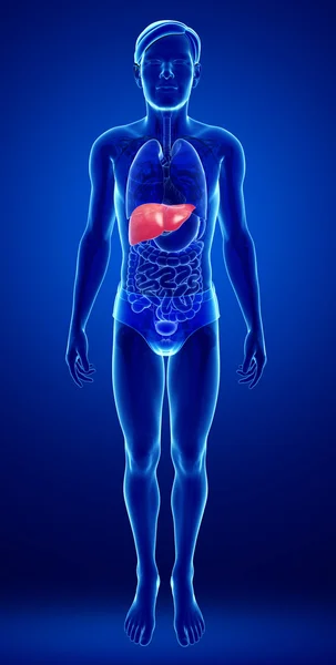 Anatomia do fígado masculino — Fotografia de Stock
