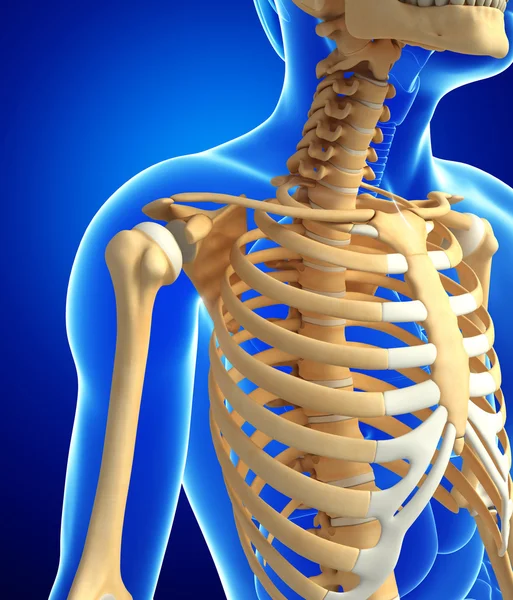 人体骨骼解剖 — 图库照片