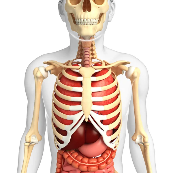 Male skeleton and digestive system — Stock Photo, Image