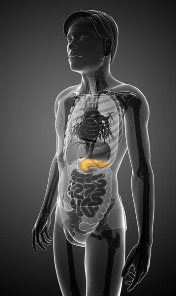 Anatomia do pâncreas masculino — Fotografia de Stock