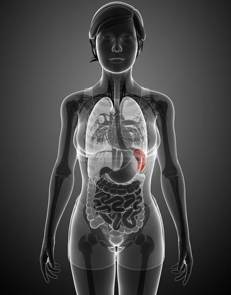 女性の脾臓解剖学 — ストック写真