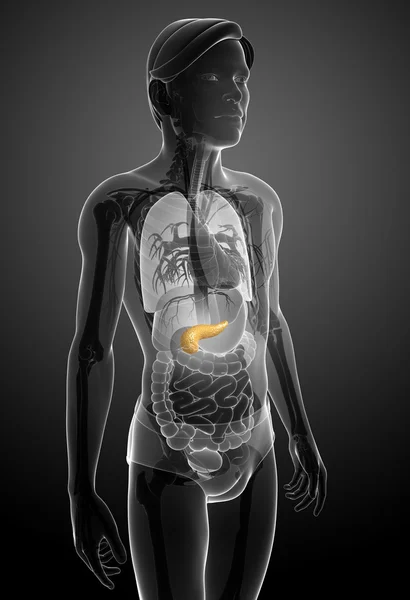 Anatomia del pancreas maschile — Foto Stock