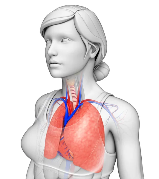 Anatomie van de mannelijke longen — Stockfoto