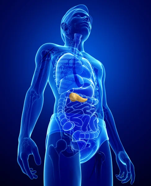 Male pancreas anatomy — Stock Photo, Image