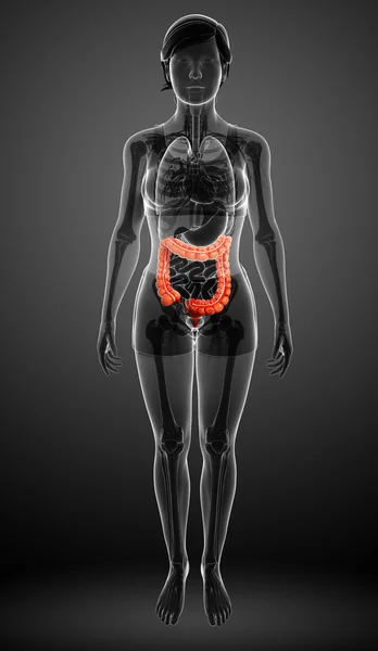 Anatomía del intestino grueso femenino — Foto de Stock