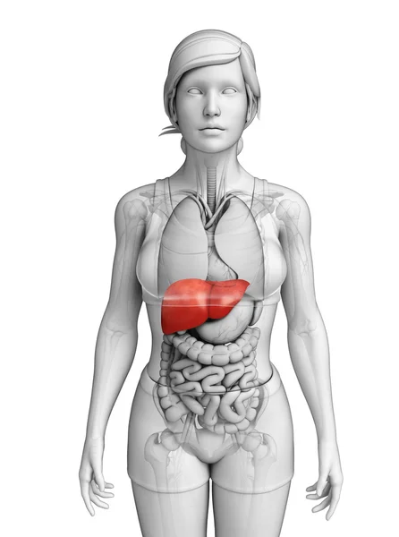Female liver anatomy — Stock Image Female liver anatomy Stock Image