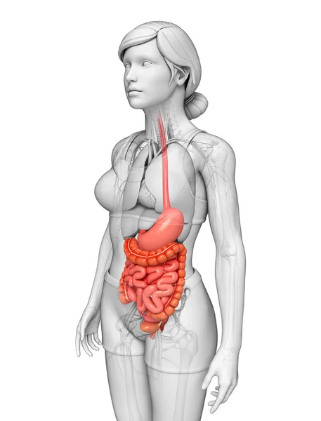 Small intestine anatomy of female — Stock Image Small intestine anatomy of female Stock Photo