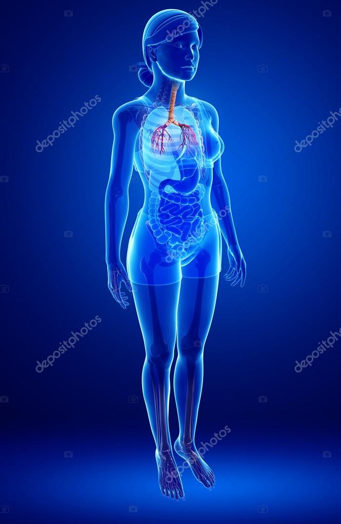 Anatomia Kobiety Gardła — Zdjęcie Stockowe © Pixdesign123 55470375