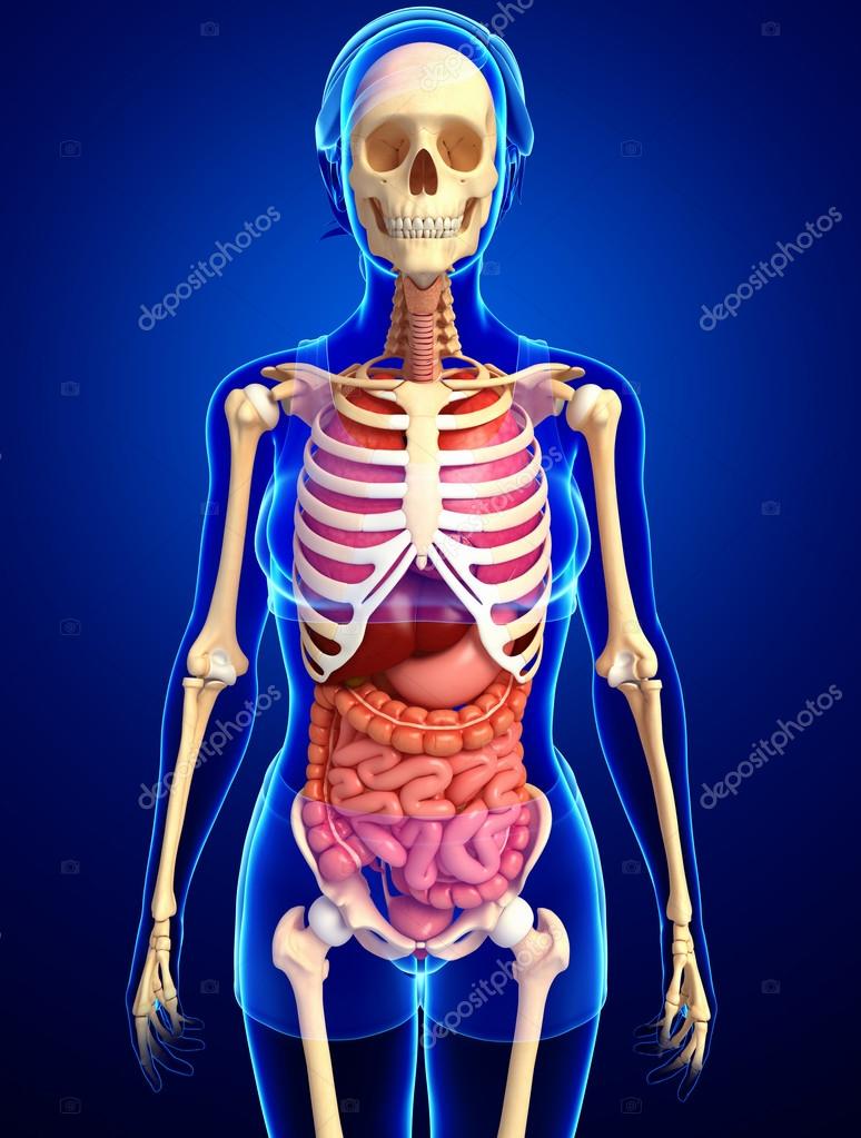 Foto de Xray Ilustração Do Corpo Humano E Esqueleto Feminino e