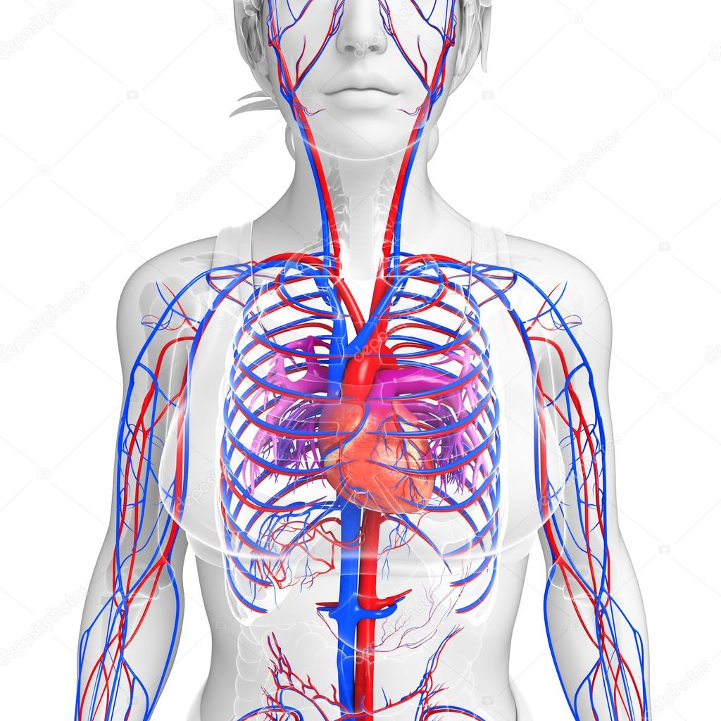 Female circulatory system