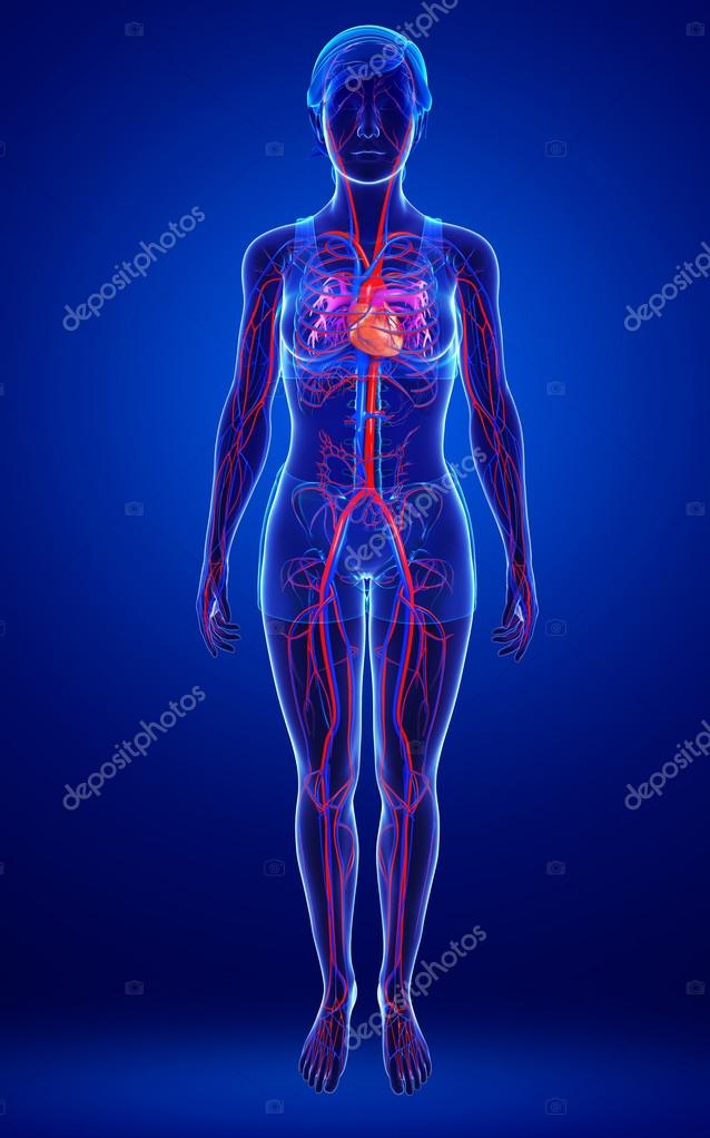Female circulatory system — Stock Photo © pixdesign123 #55476967