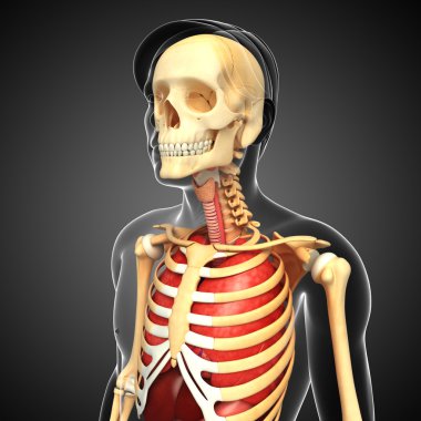 Erkek iskelet ve akciğerleri sanat
