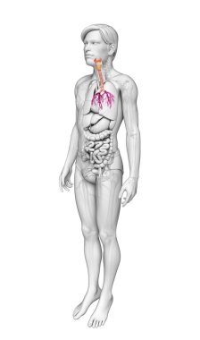 erkek boğaz anatomisi