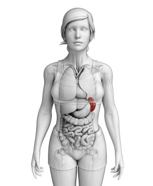 Female spleen anatomy clipart