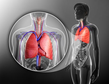 Male lungs anatomy clipart