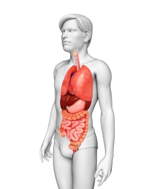 Digestive system of male body clipart