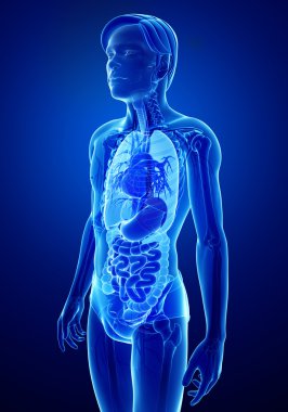 erkek vücudunun Xray sindirim sistemi