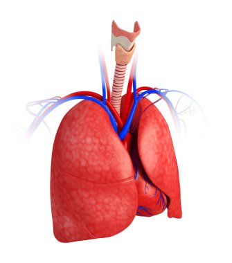 Male lungs anatomy clipart