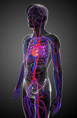erkek dolaşım sistemi