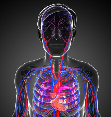 erkek kalp dolaşım sistemi