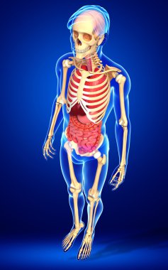  erkek iskeleti ve sindirim sistemi