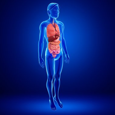 erkek vücudunun sindirim sistemi