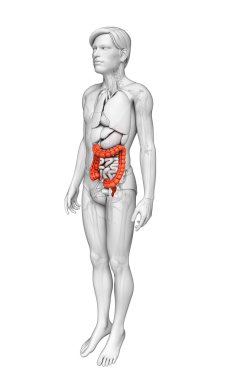 kalın bağırsak erkek anatomisi