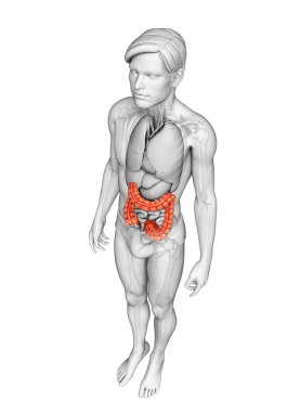 kalın bağırsak erkek anatomisi