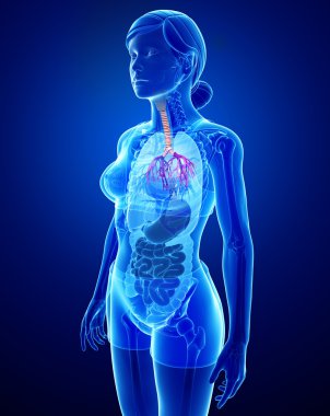  kadın boğaz anatomisi