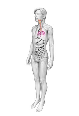 erkek boğaz anatomisi