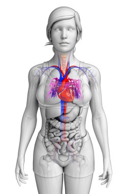  kadın kalp anatomisi