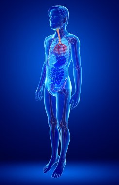 erkek boğaz anatomisi