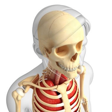 insan baş anatomisi