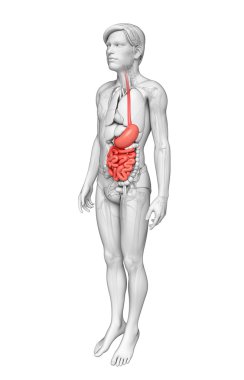 erkek anatomisi ince bağırsak