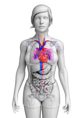  kadın kalp anatomisi