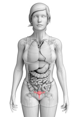 kadın uterus anatomisi
