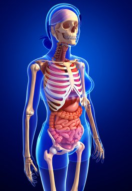 dişi iskeleti ve sindirim sistemi