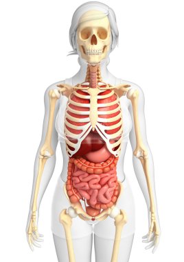 Female skeleton and digestive system clipart