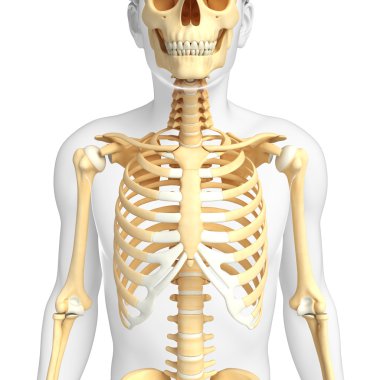 insan Önden Görünüm iskelet