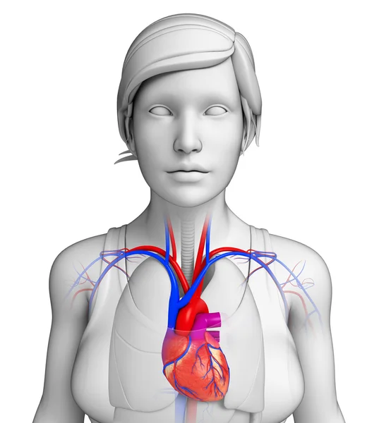 Anatomía del corazón femenino — Foto de Stock