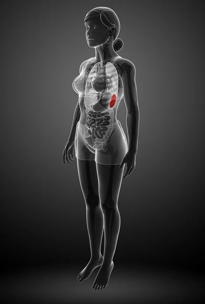 Vrouwelijke milt anatomie — Stockfoto