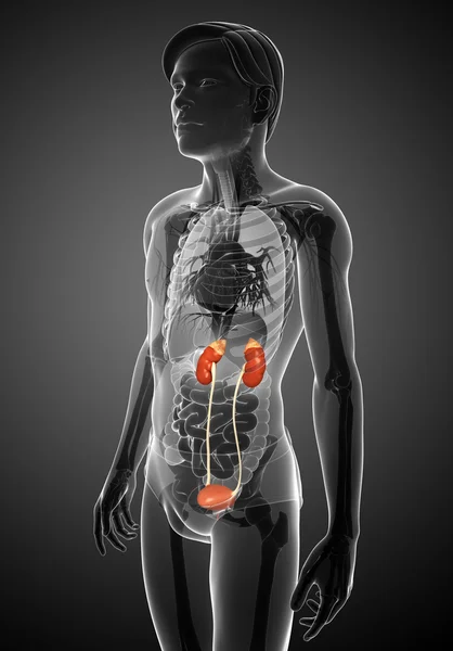 Mannelijke urine-systeem — Stockfoto